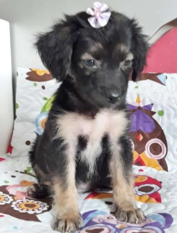 Cachorro ra a SRD idade 2 a 6 meses nome PICCOLETTA