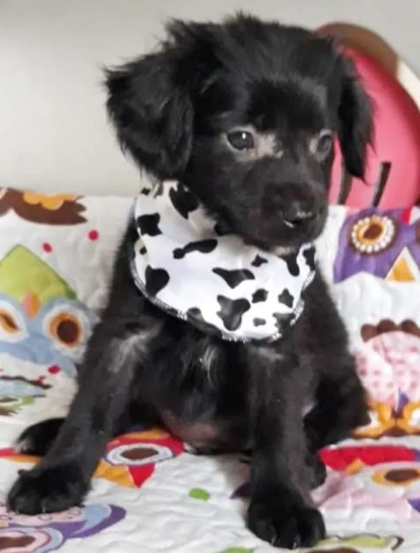 Cachorro ra a SRD idade 2 a 6 meses nome CHUCHU