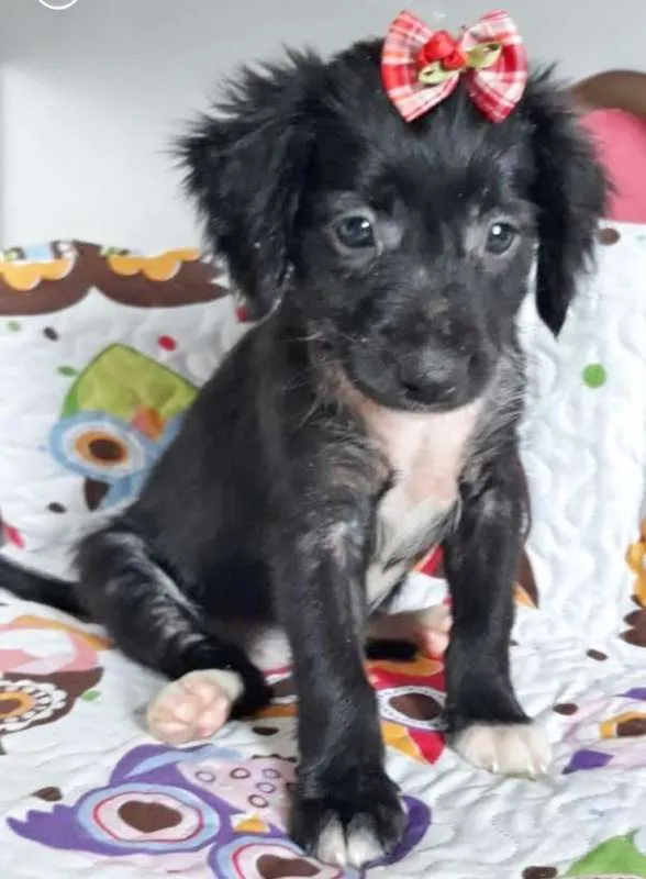 Cachorro ra a SRD idade 2 a 6 meses nome MARIINHA