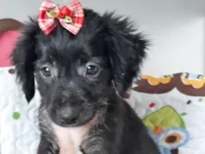 Cachorro raça SRD idade 2 a 6 meses nome MARIINHA