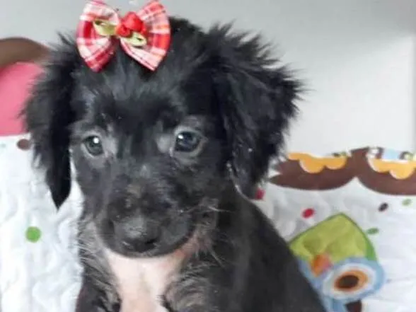 Cachorro ra a SRD idade 2 a 6 meses nome MARIINHA