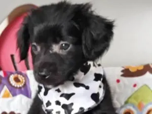 Cachorro raça SRD idade 2 a 6 meses nome CHUCHU