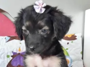 Cachorro raça SRD idade 2 a 6 meses nome PICCOLETTA
