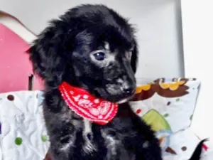 Cachorro raça SRD idade 2 a 6 meses nome RABICÓ