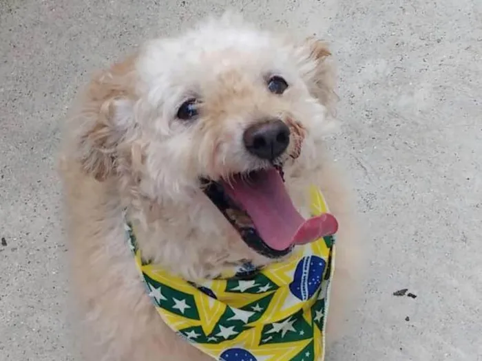 Cachorro ra a poodle idade 6 ou mais anos nome Bebe