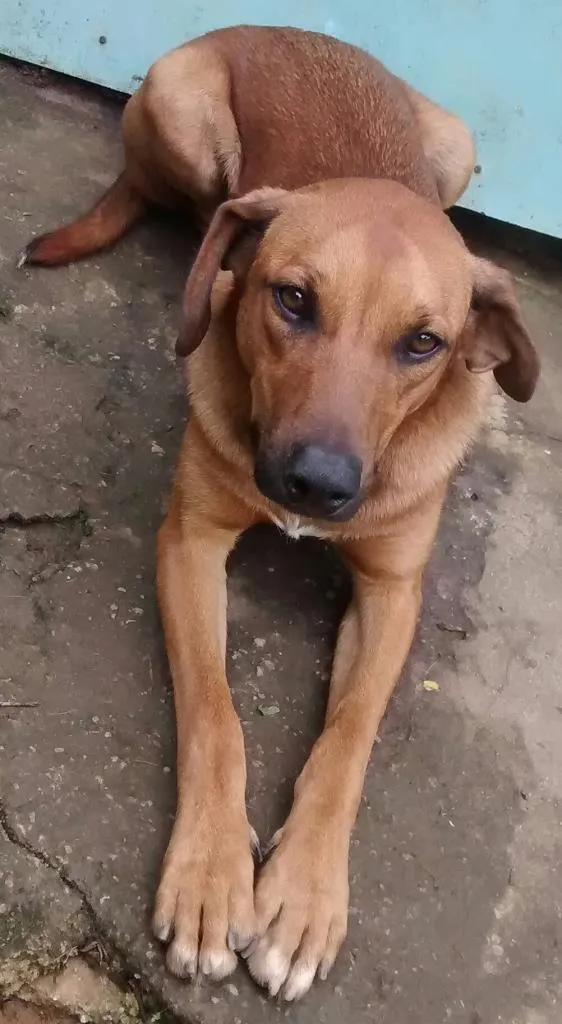 Cachorro ra a SRD idade 1 ano nome Sem nome 