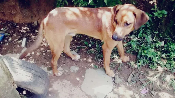 Cachorro ra a SRD idade 1 ano nome Sem nome 
