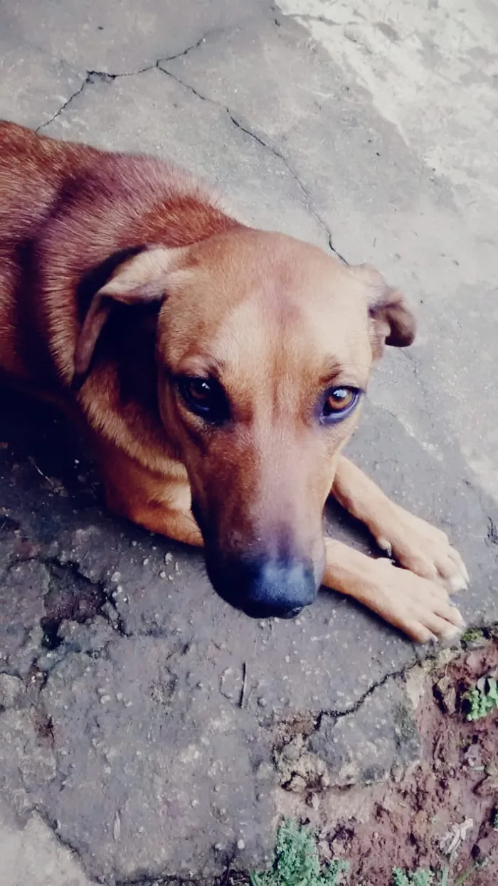 Cachorro ra a SRD idade 1 ano nome Sem nome 