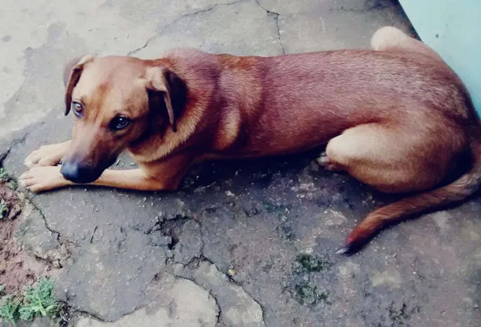 Cachorro ra a SRD idade 1 ano nome Sem nome 
