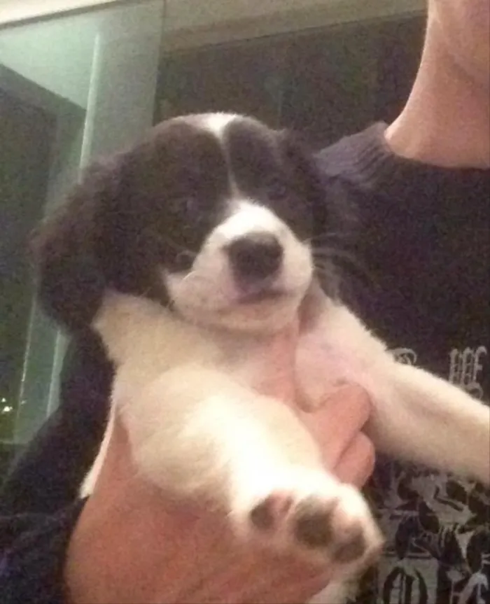 Cachorro ra a SRD idade 2 a 6 meses nome Baby 