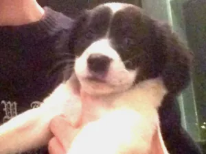 Cachorro raça SRD idade 2 a 6 meses nome Baby 