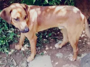 Cachorro raça SRD idade 1 ano nome Sem nome 