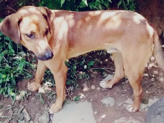Cachorro ra a SRD idade 1 ano nome Sem nome 