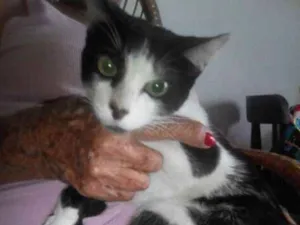 Gato raça  idade 1 ano nome Zangao