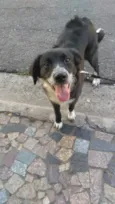 Brisa / Larica