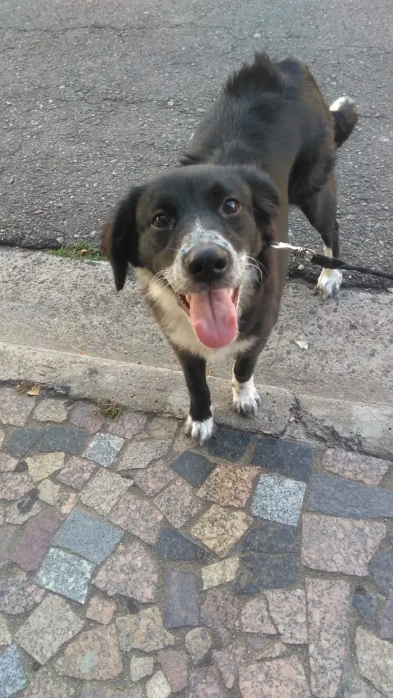 Cachorro raça Nao definida idade 7 a 11 meses nome Brisa / Larica