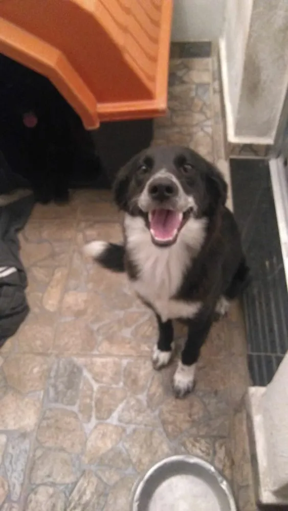 Cachorro raça Nao definida idade 7 a 11 meses nome Brisa / Larica