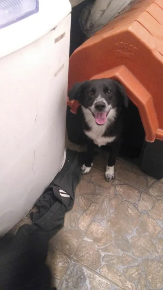 Cachorro raça Nao definida idade 7 a 11 meses nome Brisa / Larica