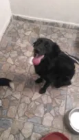 Brisa / Larica