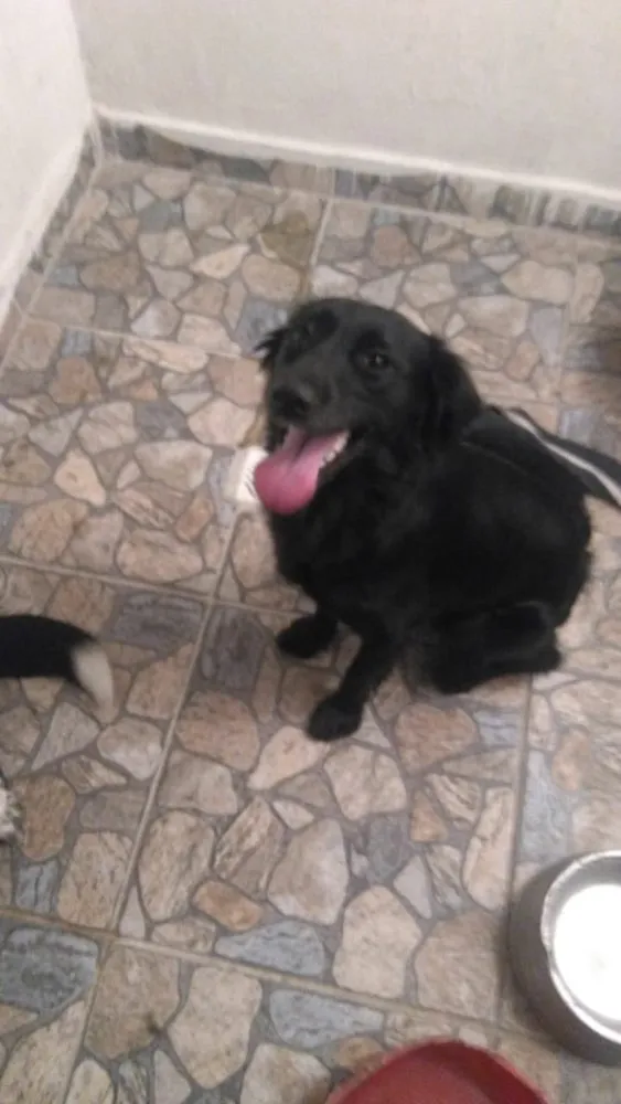 Cachorro raça Nao definida idade 7 a 11 meses nome Brisa / Larica