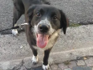 Cachorro raça Nao definida idade 7 a 11 meses nome Brisa / Larica