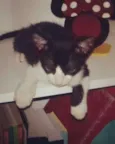 Salem