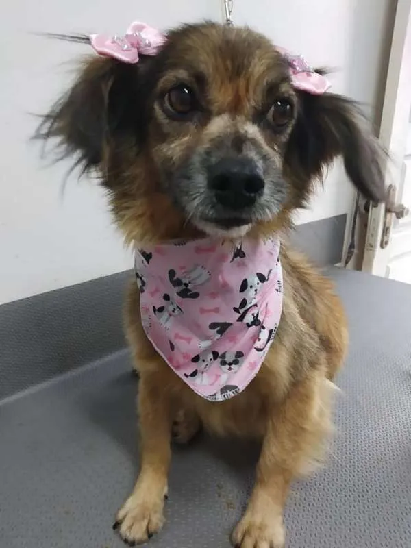 Cachorro raça SRD idade 6 ou mais anos nome Idosa estrada do mar