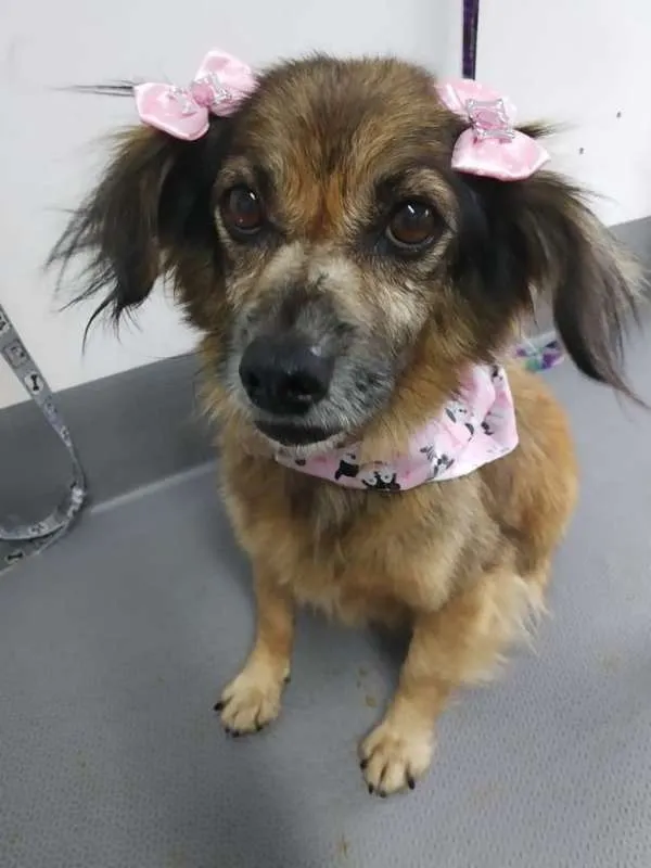 Cachorro raça SRD idade 6 ou mais anos nome Idosa estrada do mar