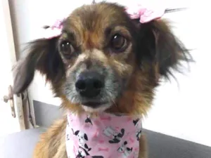 Cachorro raça SRD idade 6 ou mais anos nome Idosa estrada do mar