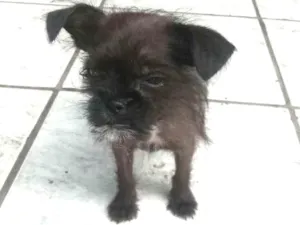 Cachorro raça Mae chitzu idade 2 a 6 meses nome Pretinho