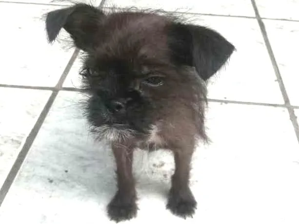 Cachorro ra a Mae chitzu idade 2 a 6 meses nome Pretinho