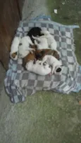 9 filhotes