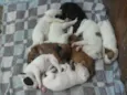 9 filhotes