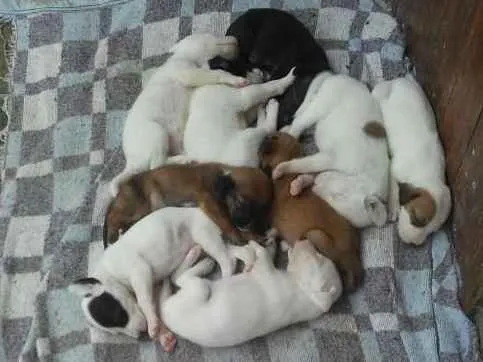 Cachorro ra a Vira-lata idade Abaixo de 2 meses nome 9 filhotes