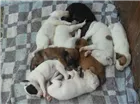 Cachorro raça Vira-lata idade Abaixo de 2 meses nome 9 filhotes