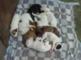 9 filhotes