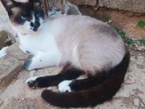 Gato raça Sialata idade 2 anos nome Hannah
