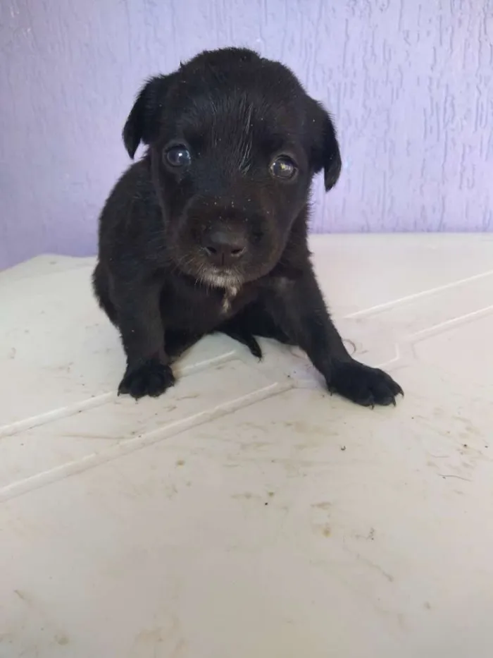 Cachorro ra a Misturada idade 2 a 6 meses nome 3 filhotinhas