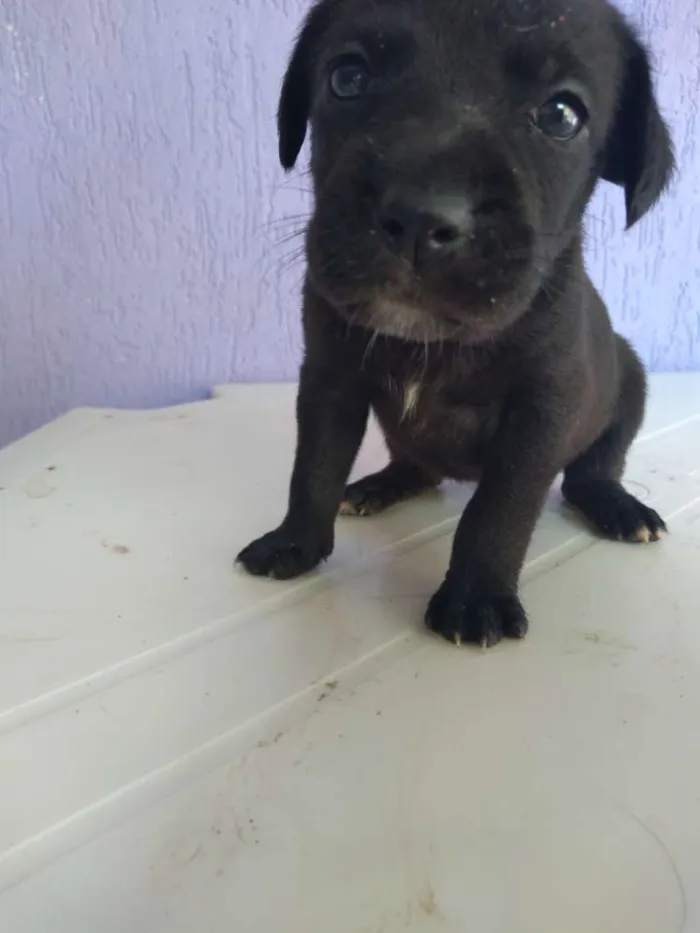 Cachorro ra a Misturada idade 2 a 6 meses nome 3 filhotinhas