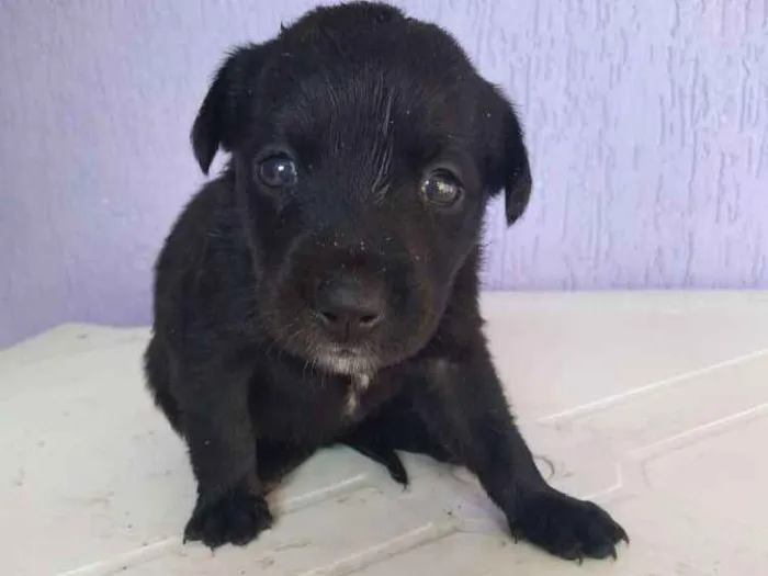 Cachorro ra a Misturada idade 2 a 6 meses nome 3 filhotinhas