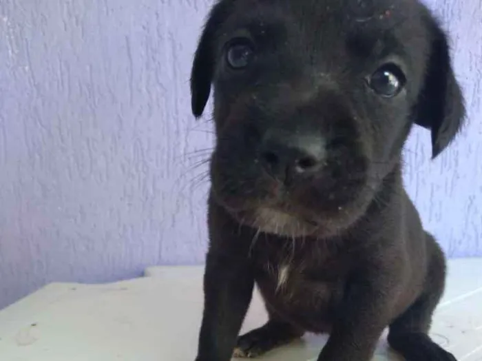 Cachorro ra a Misturada idade 2 a 6 meses nome 3 filhotinhas