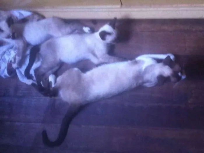 Gato raça Siames idade 7 a 11 meses nome Nix, Sasuke e Sakura