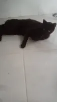 Fiapo