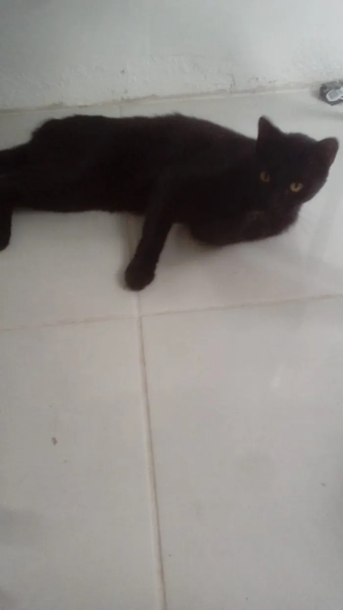 Gato ra a Indefinida idade 1 ano nome Fiapo