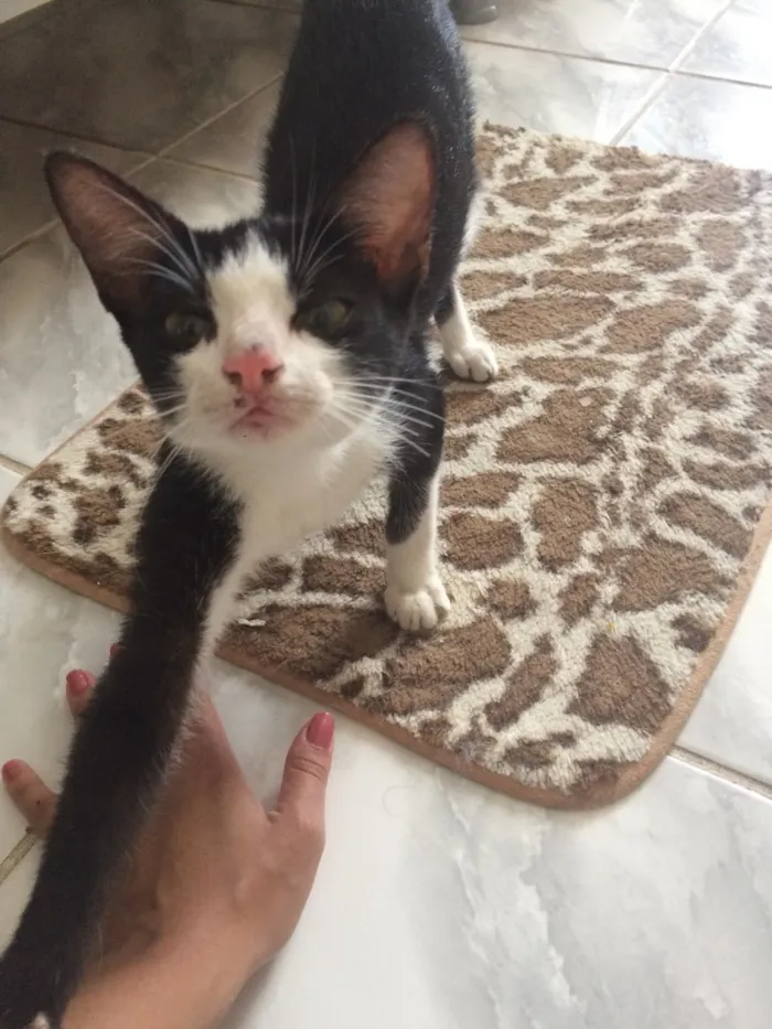 Gato ra a SRD idade 2 a 6 meses nome Ditinho