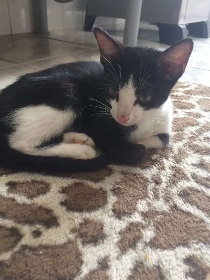 Gato ra a SRD idade 2 a 6 meses nome Ditinho