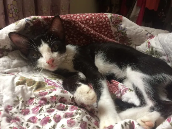 Gato ra a SRD idade 2 a 6 meses nome Ditinho
