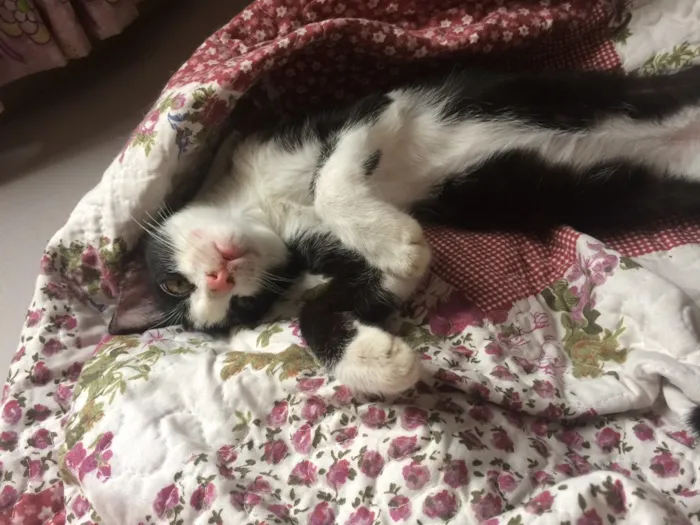 Gato ra a SRD idade 2 a 6 meses nome Ditinho