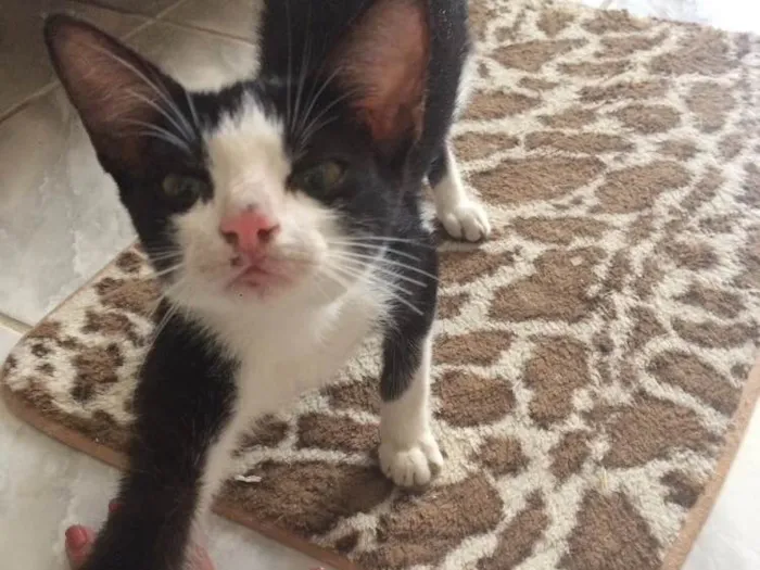 Gato ra a SRD idade 2 a 6 meses nome Ditinho