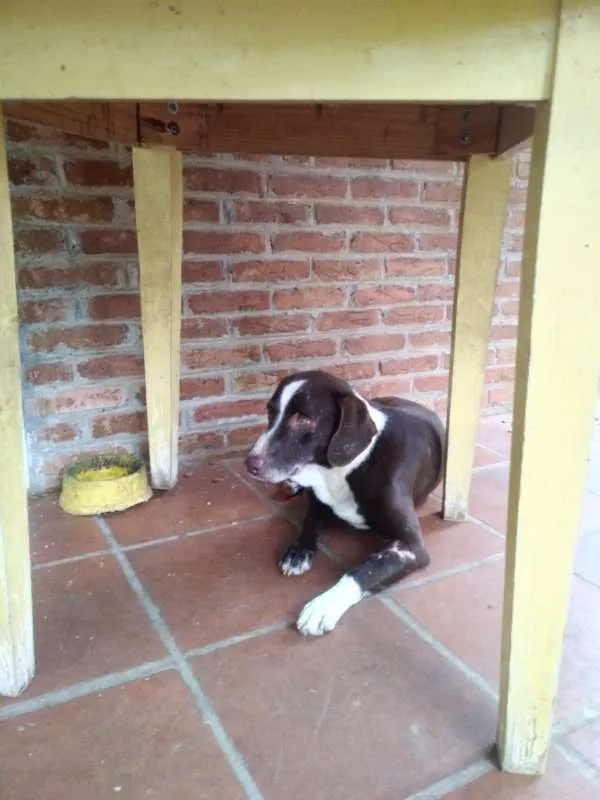 Cachorro ra a Sem raça definida idade 6 ou mais anos nome Marley